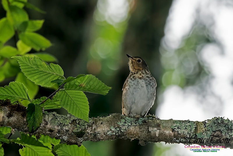 Swainson's Thrush