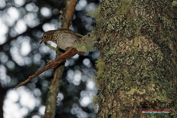Swainson's Thrush