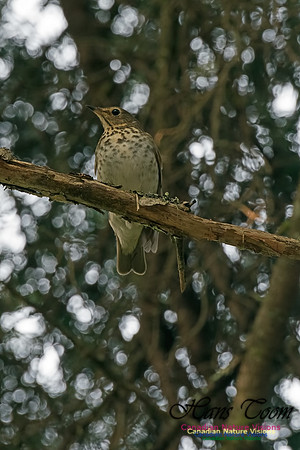Swainson's Thrush