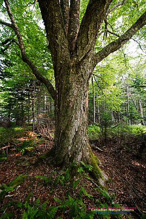 Troop Island Old Growth Forest