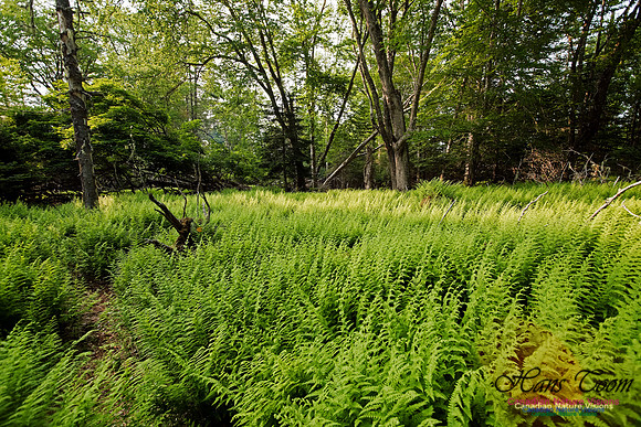 Troop Island Old Growth Forest
