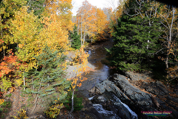 Maple Forest Fall Colours 2016
