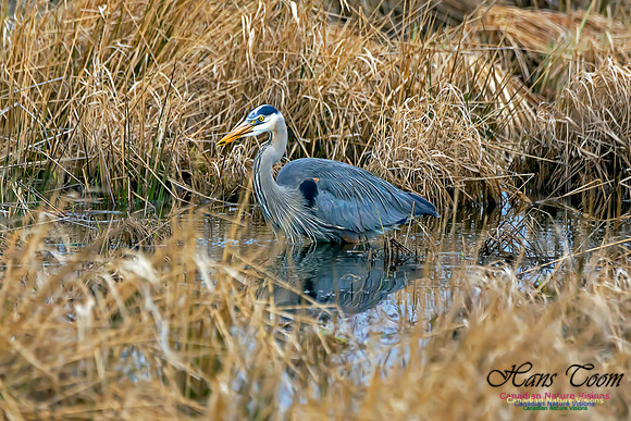 Great Blue Heron 3