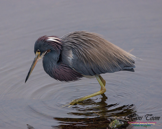 Tricoloured Heron 43