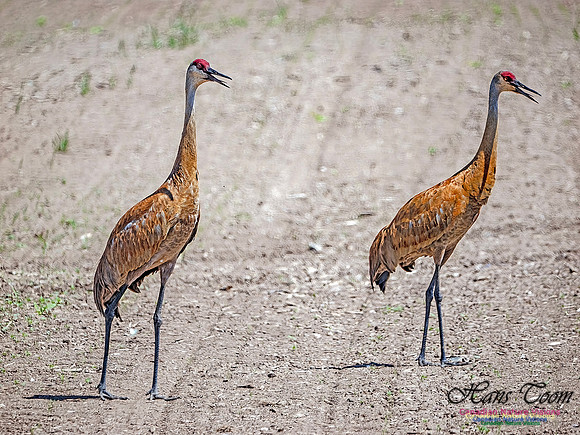 Sandhill Cranes 713