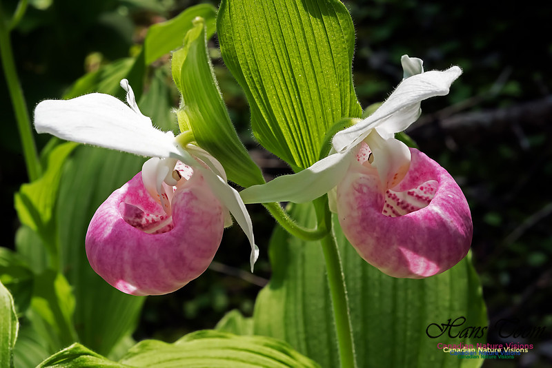 Showy Lady's Slipper Orchid