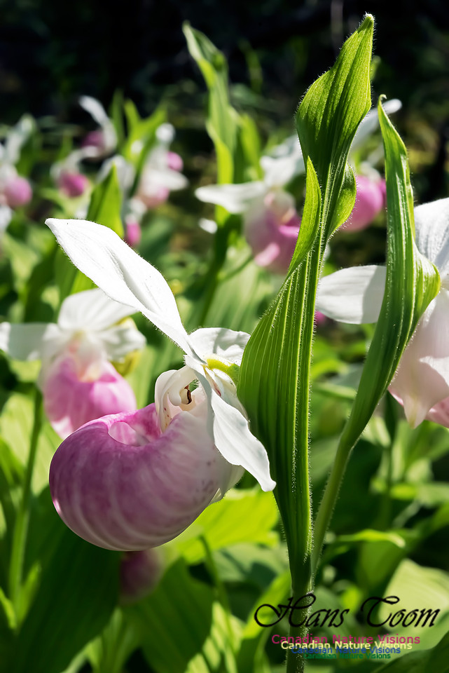 Showy Lady's Slipper Orchid