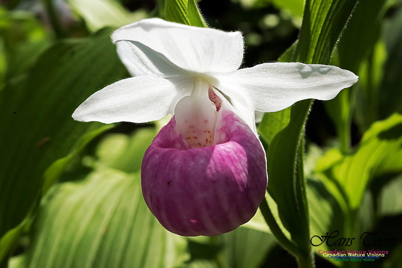 Showy Lady's Slipper Orchid