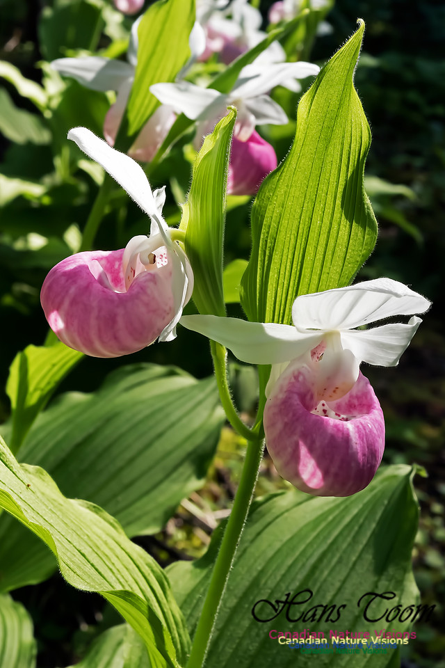 Showy Lady's Slipper Orchid