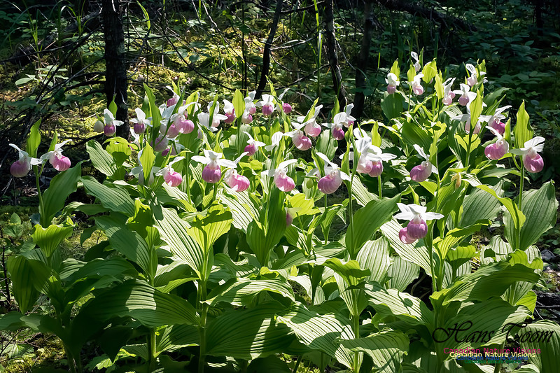 Showy Lady's Slipper Orchid
