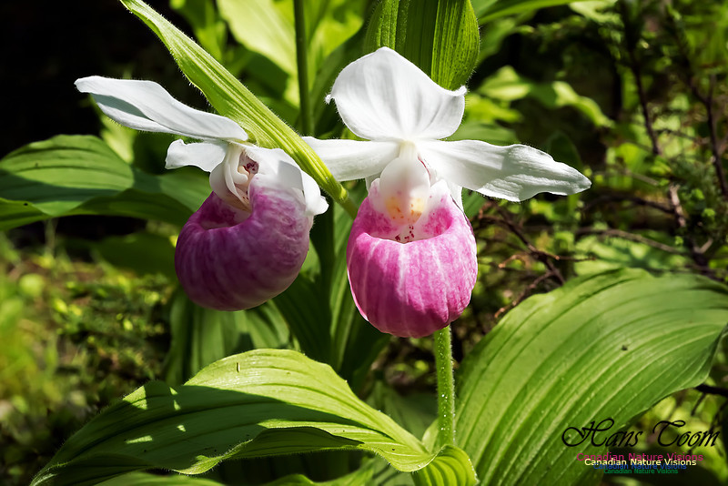 Showy Lady's Slipper Orchid