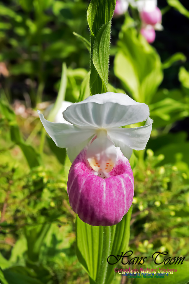 Showy Lady's Slipper Orchid