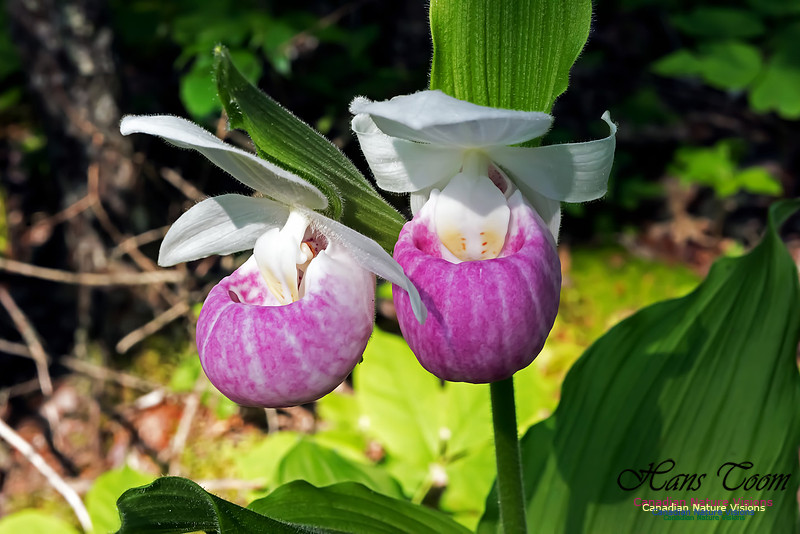 Showy Lady's Slipper Orchid