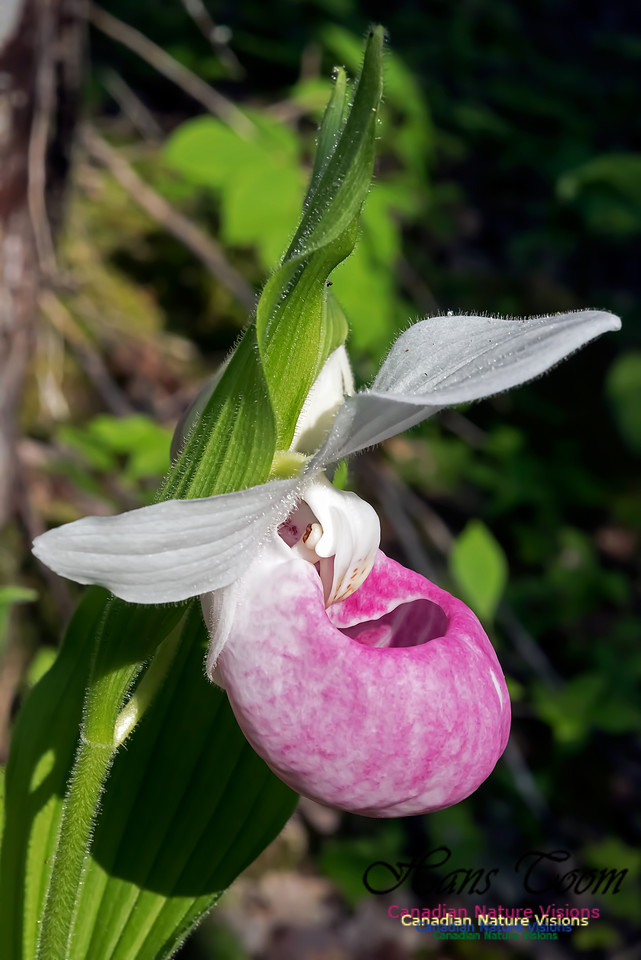 Showy Lady's Slipper Orchid