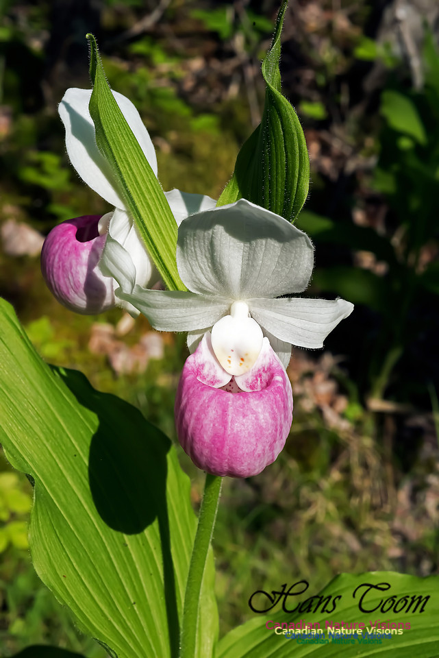 Showy Lady's Slipper Orchid