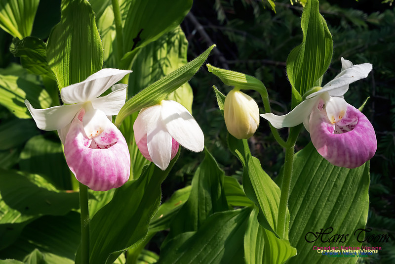 Showy Lady's Slipper Orchid