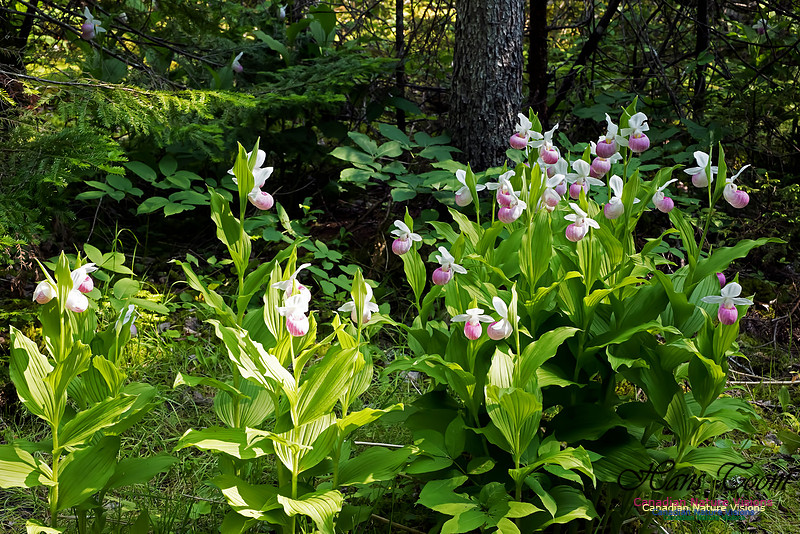 Showy Lady's Slipper Orchid