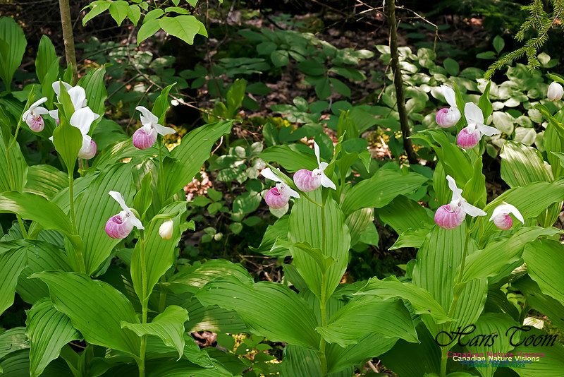 Showy Lady's Slipper Orchid