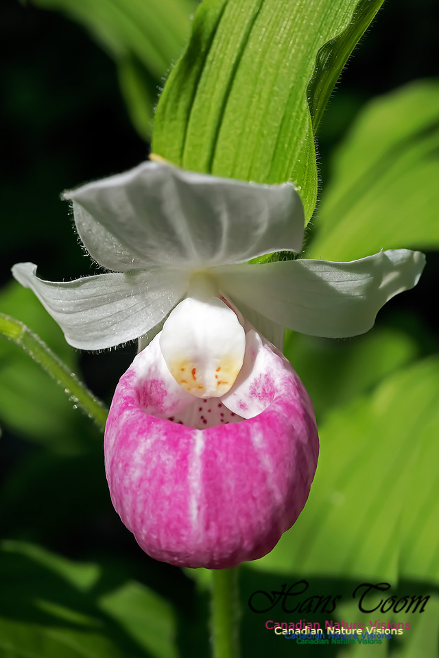 Showy Lady's Slipper Orchid