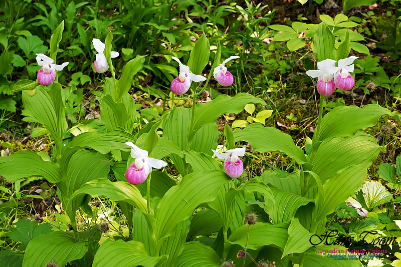 Showy Lady's Slipper Orchid
