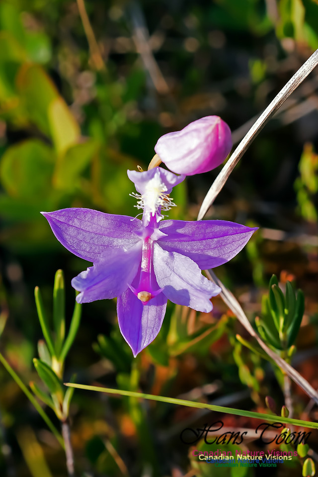 Grass Pink Orchid