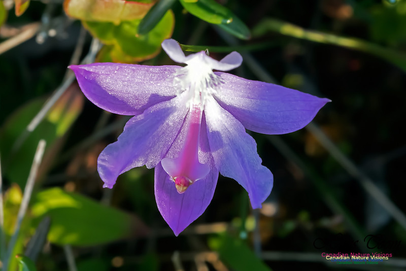 Grass Pink Orchid