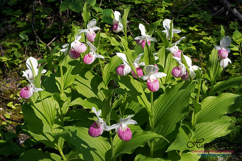 Showy Lady's Slipper Orchid