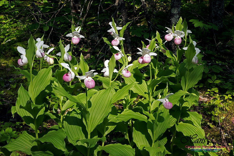 Showy Lady's Slipper Orchid