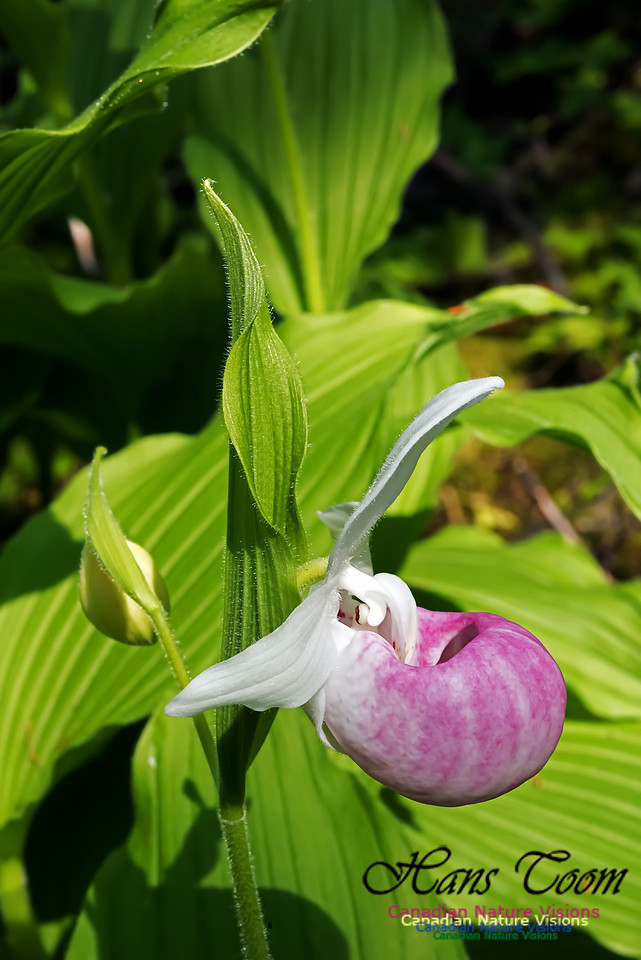 Showy Lady's Slipper Orchid