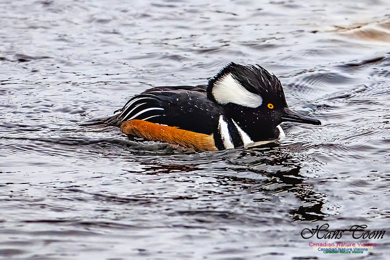 Hooded Merganser 103