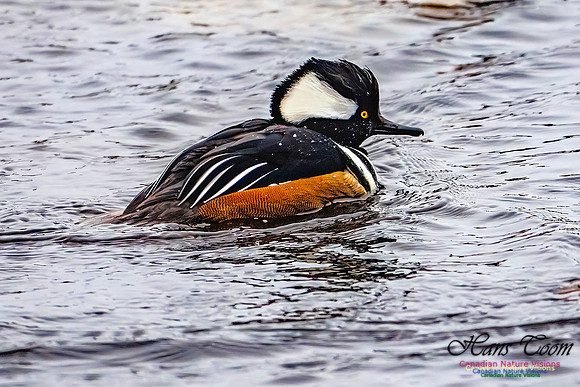 Hooded Merganser 102