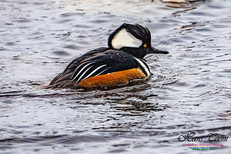 Hooded Merganser 102
