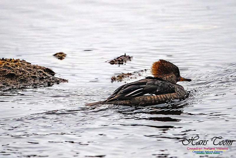 Hooded Merganser 100