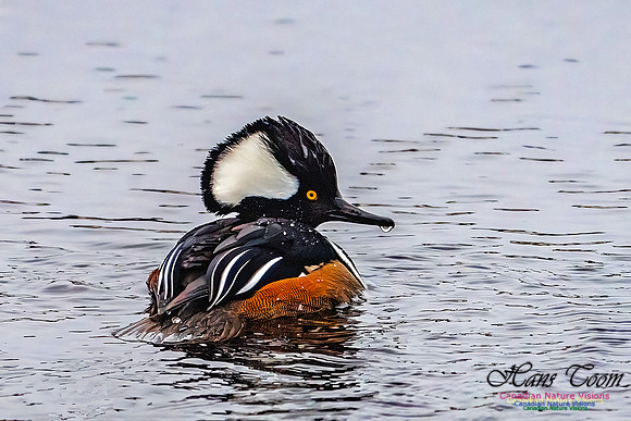 Hooded Merganser 105