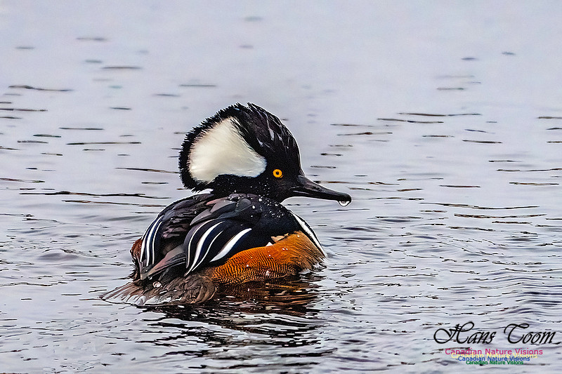 Hooded Merganser 105