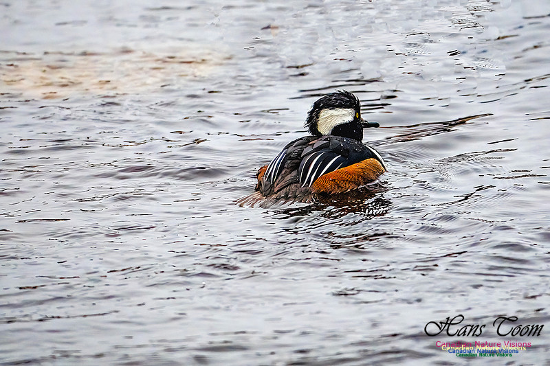 Hooded Merganser 101