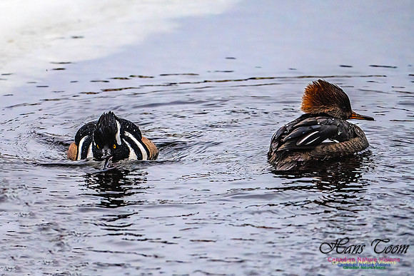 Hooded Merganser 104