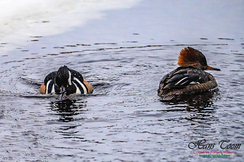 Hooded Merganser 104