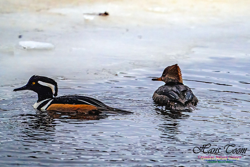 Hooded Merganser 108