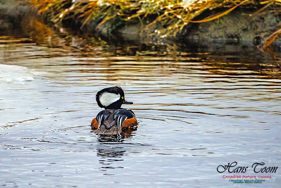 Hooded Merganser 107