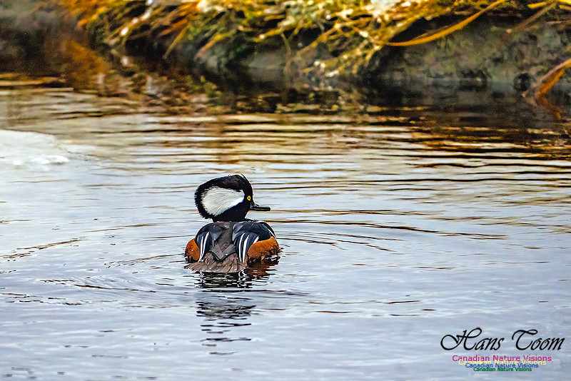 Hooded Merganser 107