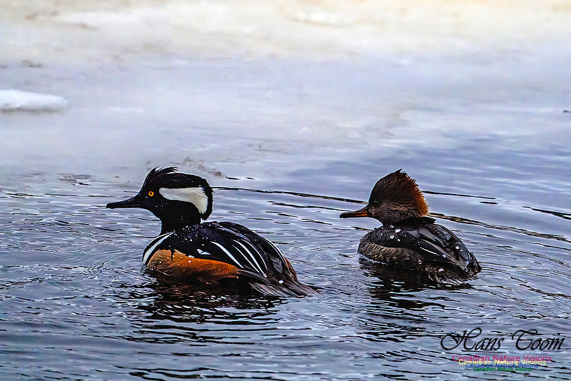 Hooded Merganser 109