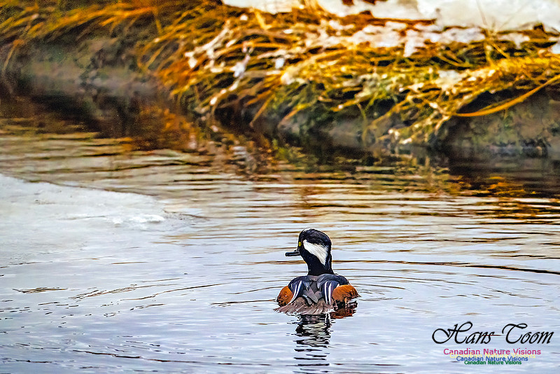 Hooded Merganser 106