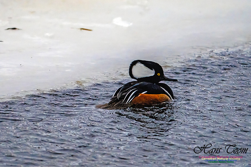 Hooded Merganser 110