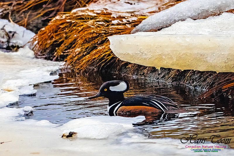 Hooded Merganser 115