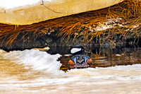 Hooded Merganser