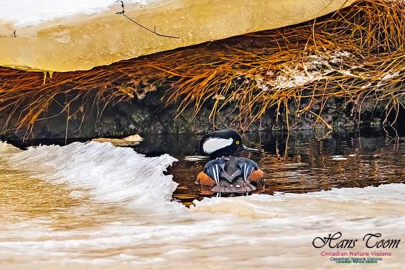 Hooded Merganser 114