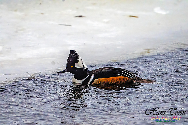 Hooded Merganser 111