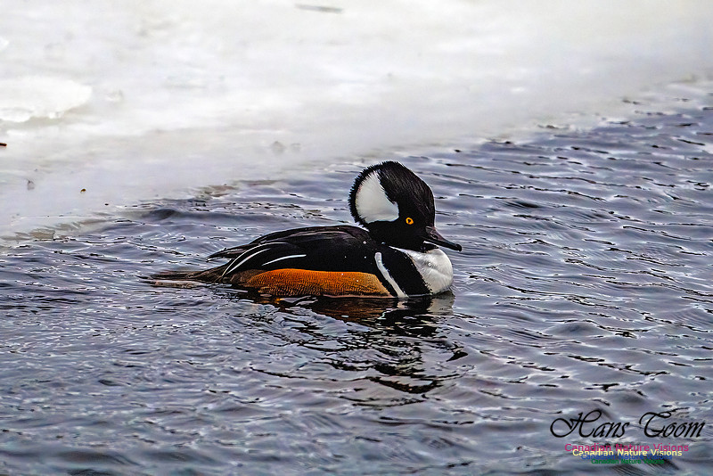 Hooded Merganser 112