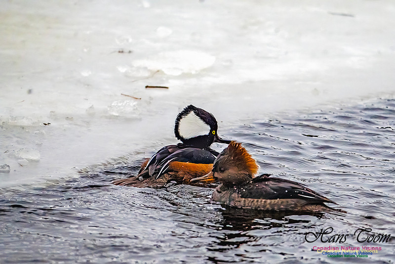 Hooded Merganser 113